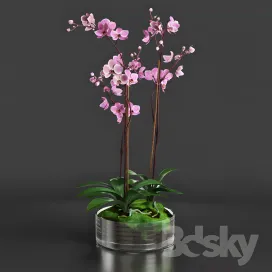 Orchid
